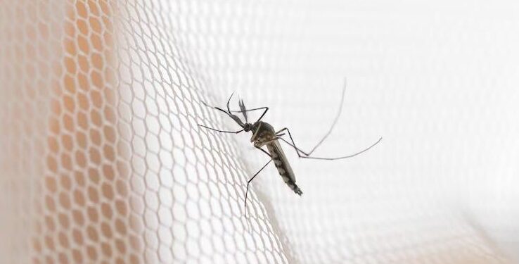 [VIDEO] Litoral do Paraná confirma 1.748 novos casos de Dengue