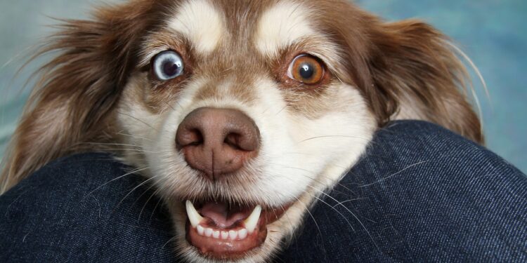 Você sabia que a impressão digital do cachorro é no focinho?