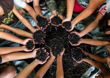 Portos do Paraná promoveu oficina gratuita de coleta e despolpa de açaí juçara