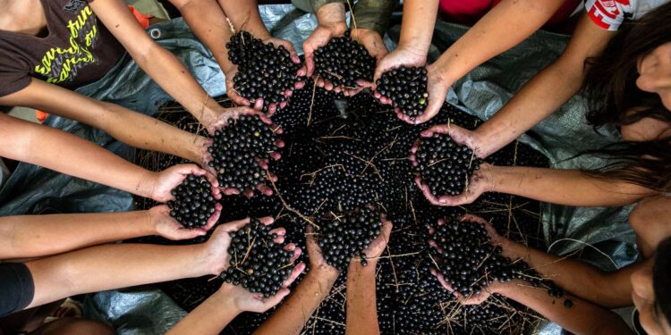 Portos do Paraná promoveu oficina gratuita de coleta e despolpa de açaí juçara