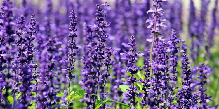 A palavra “lavanderia” tem haver com a flor de lavanda?