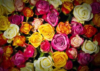 Veja como o golpe das flores funciona e maneiras de se prevenir