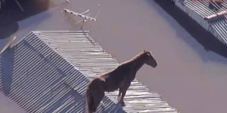 Imagem: Reprodução/TV Globo