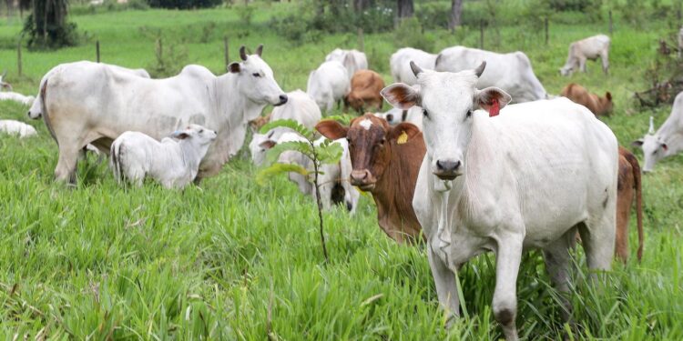 [VÍDEO] Começou em Maio a campanha de atualização dos rebanhos do Paraná