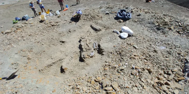 Nova espécie de dinossauro carnívoro é encontrada na Argentina