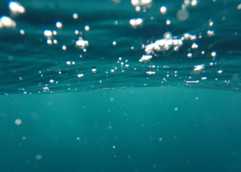 Cientistas de harvard acreditam ter encontrado sinais de alerta para extinção nos oceanos