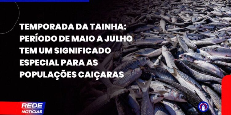 [VÍDEO] Temporada da tainha movimenta a gastronomia caiçara no Litoral do Paraná