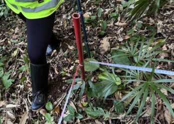 Obra da Ponte de Guaratuba inclui monitoramento da flora para preservação