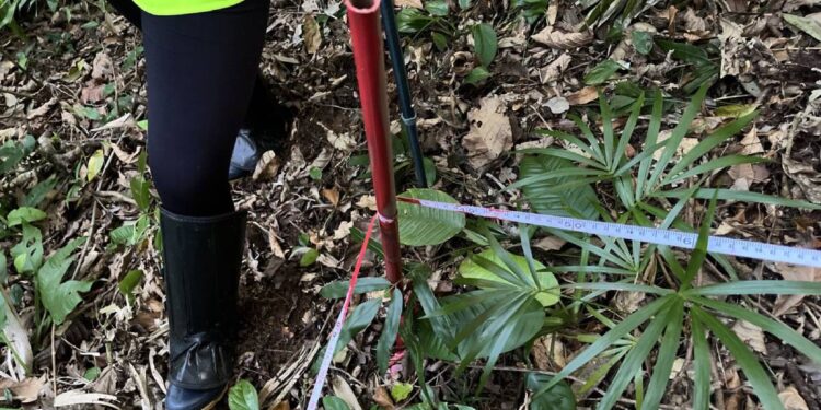 Obra da Ponte de Guaratuba inclui monitoramento da flora para preservação
