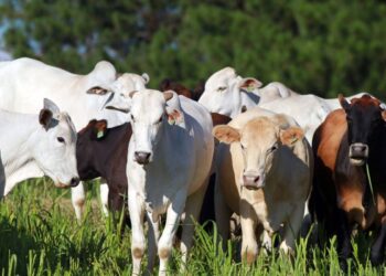 Termina no domingo a campanha de atualização de rebanhos no Paraná