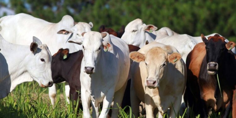 Termina no domingo a campanha de atualização de rebanhos no Paraná