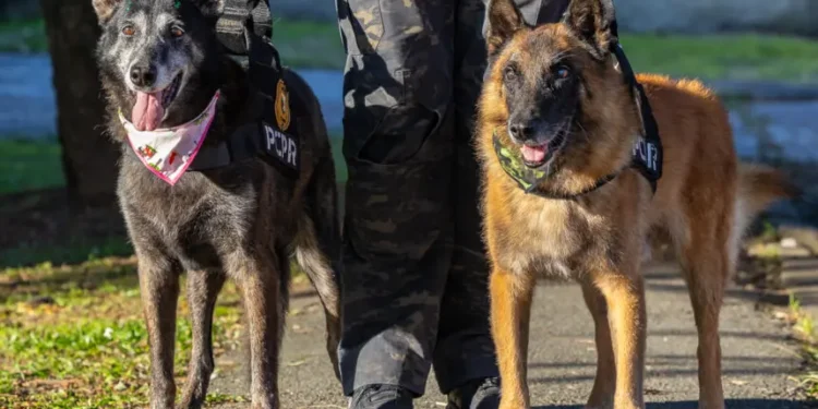 Polícia Civil do Paraná lança concurso para adoção dos primeiros cães policiais aposentados