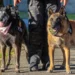 Polícia Civil do Paraná lança concurso para adoção dos primeiros cães policiais aposentados