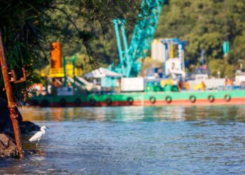 Obra da Ponte de Guaratuba monitora aves e peixes a cada três meses