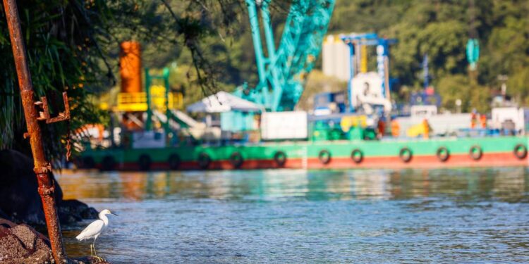 Obra da Ponte de Guaratuba monitora aves e peixes a cada três meses
