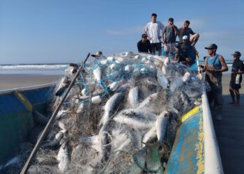 12ª Festa Nacional da Tainha começa na sexta-feira em Paranaguá