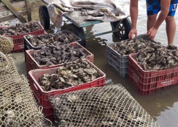 [VÍDEO] Adapar detecta presença de uma toxina acima dos limites máximos em moluscos na baía de Guaratuba