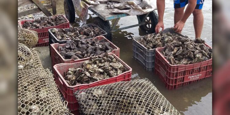 [VÍDEO] Adapar detecta presença de uma toxina acima dos limites máximos em moluscos na baía de Guaratuba