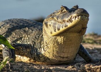 [VÍDEO] Jacaré-de-papo-amarelo é monitorado há um ano no balneário de Pontal do Sul.