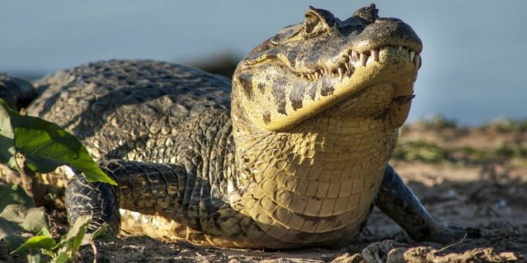 [VÍDEO] Jacaré-de-papo-amarelo é monitorado há um ano no balneário de Pontal do Sul.