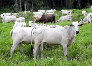 Campanha de atualização de rebanhos encerra com 85,5% das explorações regularizadas