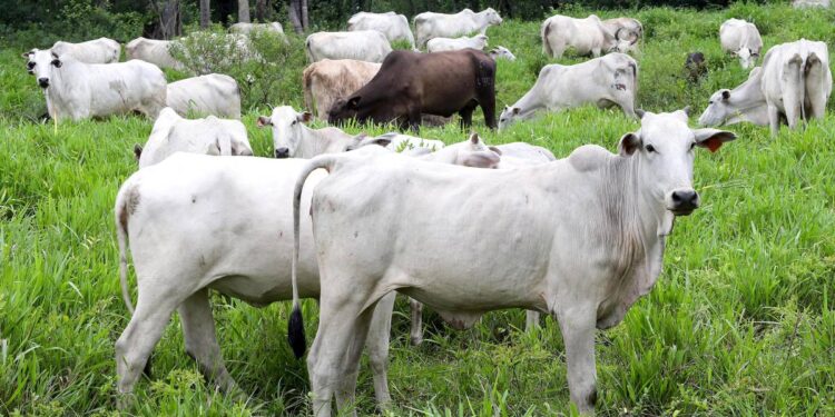 Campanha de atualização de rebanhos encerra com 85,5% das explorações regularizadas