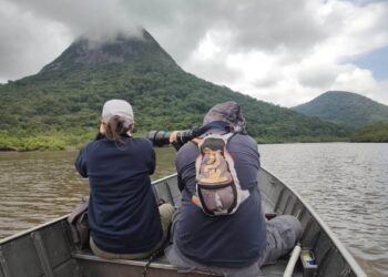 Pesquisadores monitoram répteis e anfíbios durante obra da Ponte de Guaratuba