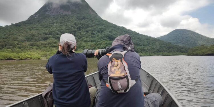 Pesquisadores monitoram répteis e anfíbios durante obra da Ponte de Guaratuba