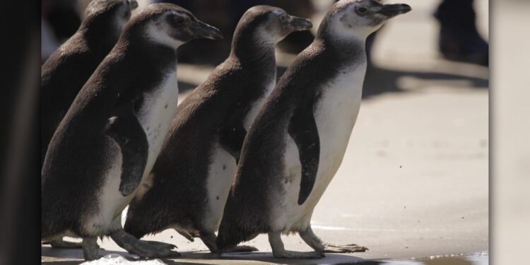 [VÍDEO] Confira a entrevista do Edgar Rossi, Candidato a Prefeito de Pontal do Paraná