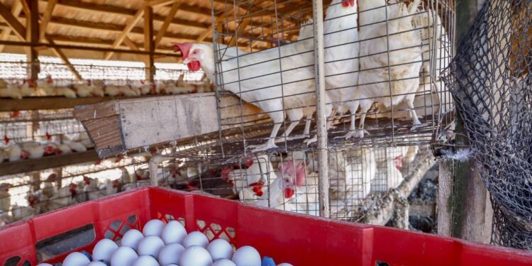 Comércio com 36 países: Paraná tem melhor semestre da história na exportação de ovos