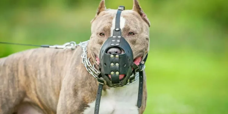 [VÍDEO] Conheça os cuidados, direitos e responsabilidades sobre o cão da raça Pitbull