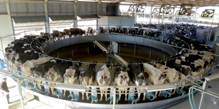 Produção paranaense de frangos, suínos, ovos e leite cresce acima da média nacional