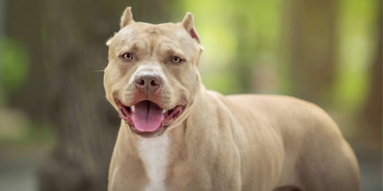 [VÍDEO] Conheça os cuidados, direitos e responsabilidades sobre o cão da raça Pitbull Pt.2