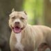 [VÍDEO] Conheça os cuidados, direitos e responsabilidades sobre o cão da raça Pitbull Pt.2