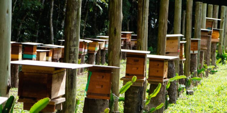 Sedest promove curso de manejo de abelhas sem ferrão na Ilha do Mel