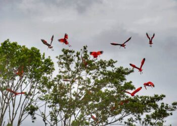 Refúgio da Vida Silvestre dos Guarás: Paraná vai ganhar a 74ª Unidade de Conservação