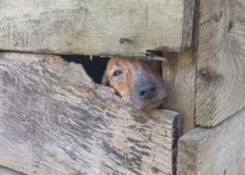 Animais vítimas de maus-tratos são resgatados em Guaraqueçaba