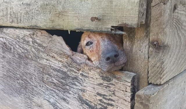 Animais vítimas de maus-tratos são resgatados em Guaraqueçaba