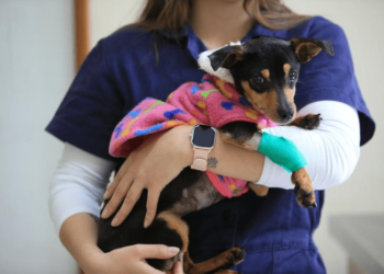 Guaratuba celebra avanços na proteção animal com nova fase de castrações gratuitas; saiba como participar