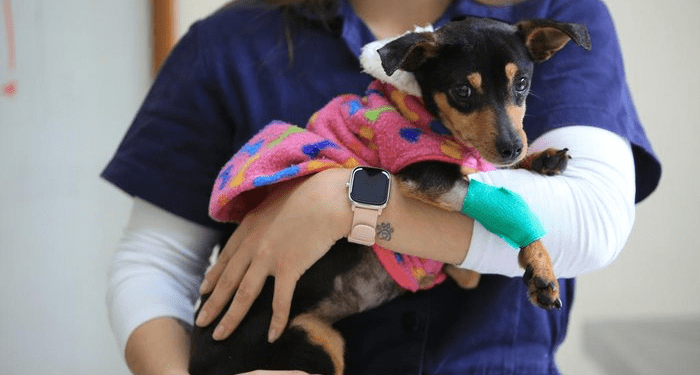 Guaratuba celebra avanços na proteção animal com nova fase de castrações gratuitas; saiba como participar