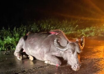 Búfalo é sacrificado após ser atropelado na PR-408 em Antonina