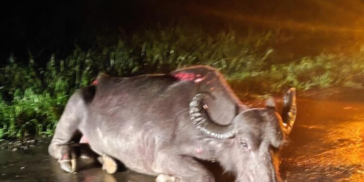 Búfalo é sacrificado após ser atropelado na PR-408 em Antonina