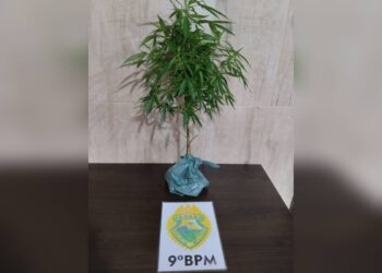 PM encontra pé de maconha no quintal de uma casa em Pontal do Paraná