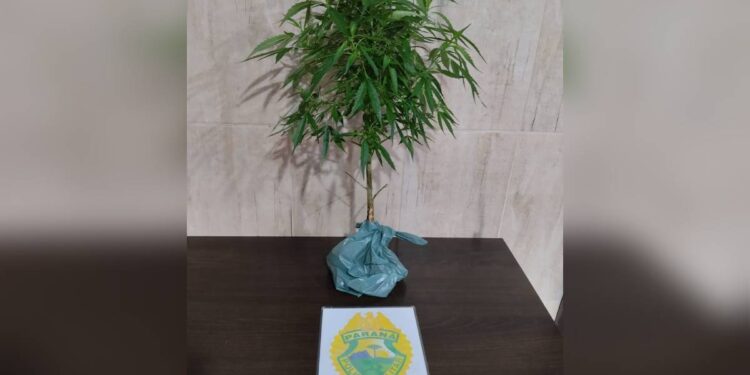 PM encontra pé de maconha no quintal de uma casa em Pontal do Paraná