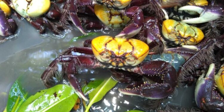 Caranguejo-uçá - Foto: Mariana Cristina Mourão Veiga/SAP