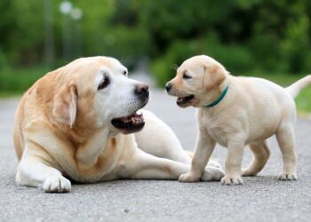 Cadastro nacional de animais domésticos será lançado com RG Animal gratuito