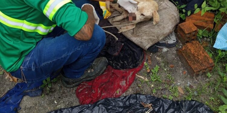 Animal vítima de maus-tratos é resgatado na Ilha dos Valadares