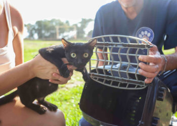 Ilha do Mel recebe pela primeira vez programa de castração de cães e gatos