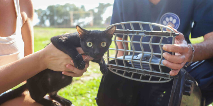 Ilha do Mel recebe pela primeira vez programa de castração de cães e gatos