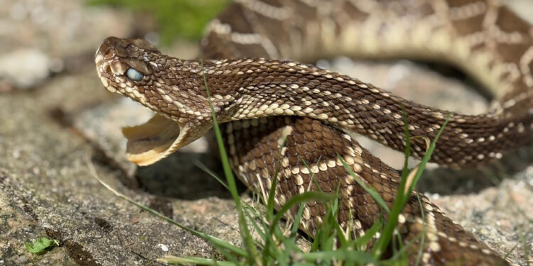 Foto: Juliana Cequinel/Sesa